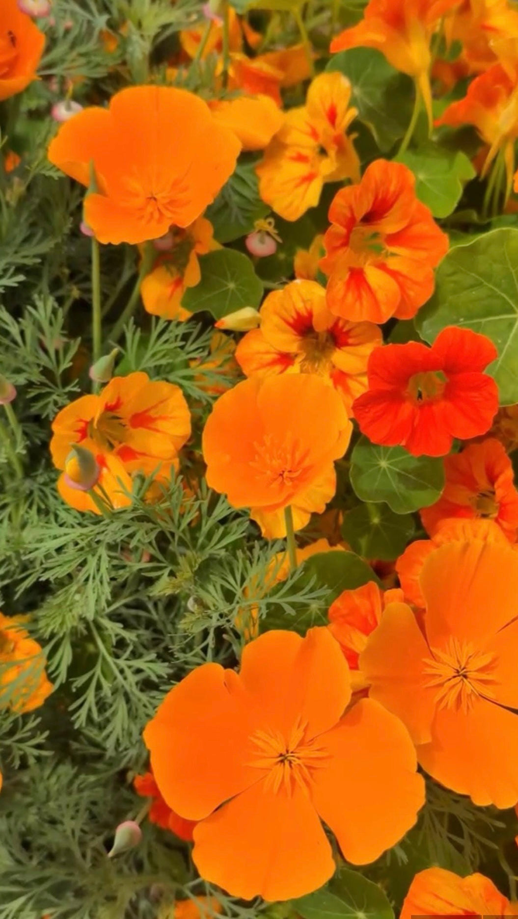 California Poppy tincture
