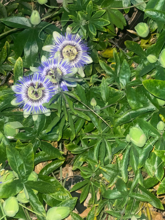 Passionflower vs Blue Lotus — Which Herb Is Right for You?