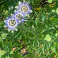 Passionflower tincture
