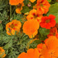 California Poppy tincture