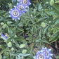 Passionflower tincture