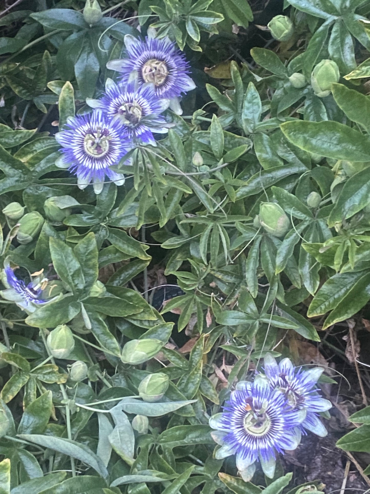 Passionflower tincture