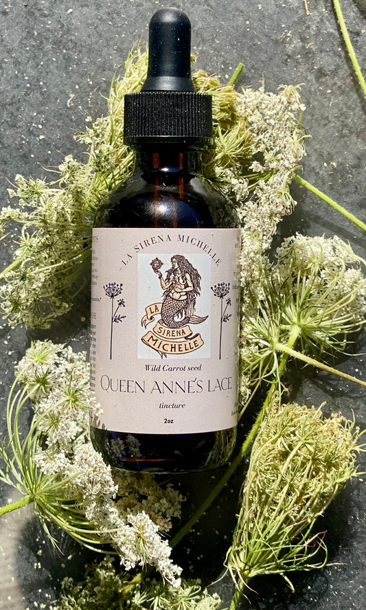 Queen Annes Lace seed Tincture