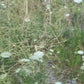 Queen Annes Lace Tincture